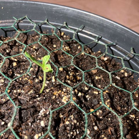 OG#1 growlog photo: Les deux feuilles qui été collé se sont séparé. Le semis a une forme bizarre