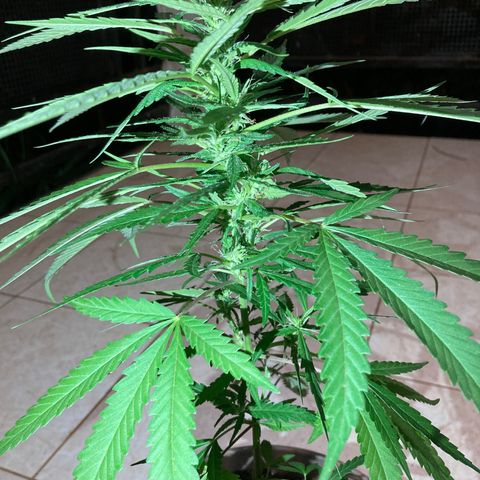 Big bud #1 growlog timeline photo