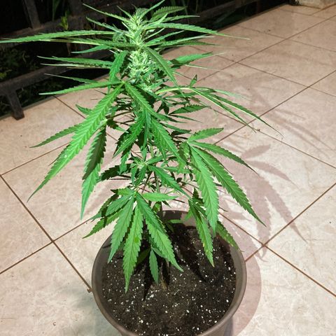 Big bud #1 growlog timeline photo
