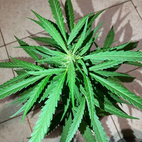 Big bud #1 growlog timeline photo
