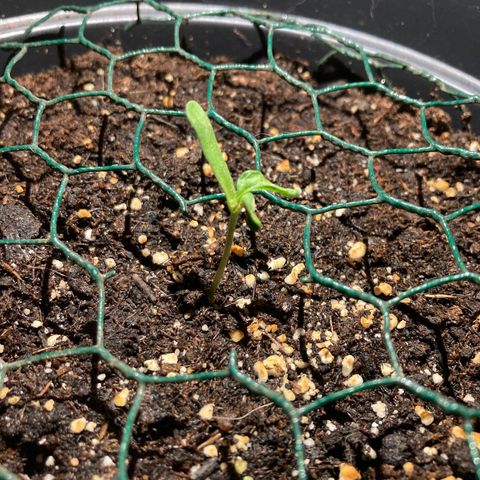 OG#1 growlog timeline photo
