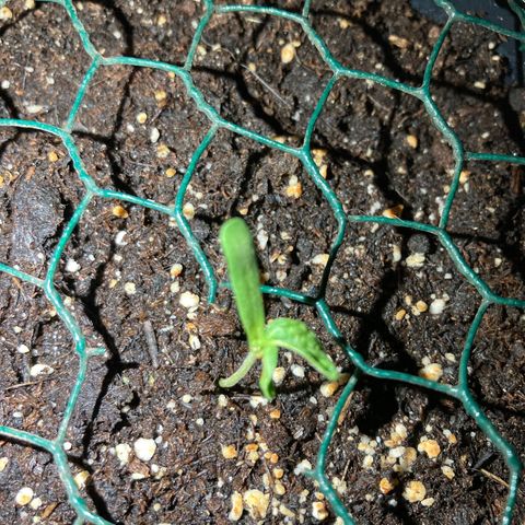 OG#1 growlog timeline photo