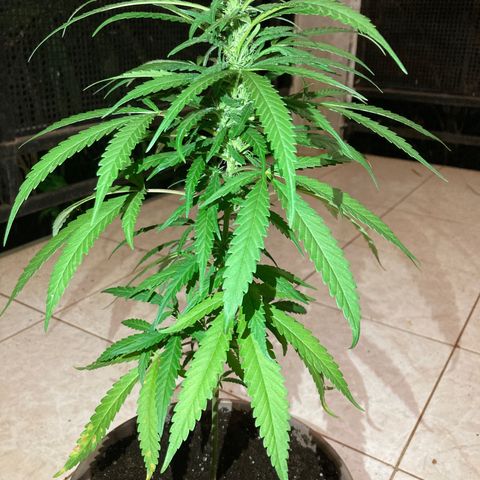 Big bud #1 growlog photo: Retrait des deux grosses feuilles jauni a la base du pied ajout de marc de café. Arrosage 1l les têtes commences à coller aux doigts