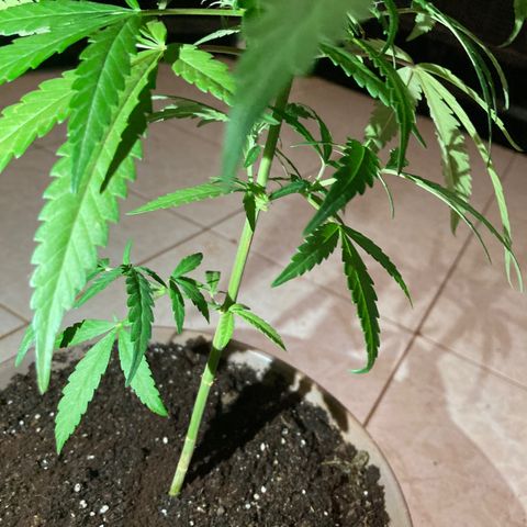 Big bud #1 growlog photo: Retrait des deux grosses feuilles jauni a la base du pied ajout de marc de café. Arrosage 1l les têtes commences à coller aux doigts