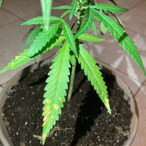Big bud #1 growlog photo: Retrait des deux grosses feuilles jauni a la base du pied ajout de marc de café. Arrosage 1l les têtes commences à coller aux doigts