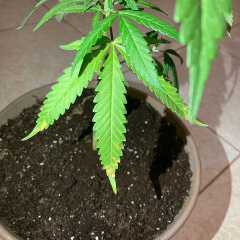 Big bud #1 growlog photo: Retrait des deux grosses feuilles jauni a la base du pied ajout de marc de café. Arrosage 1l les têtes commences à coller aux doigts