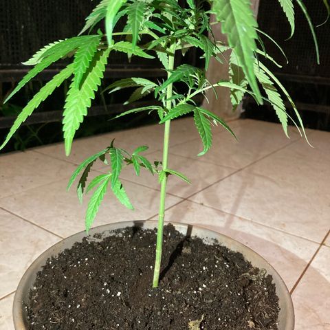 Big bud #1 growlog timeline photo