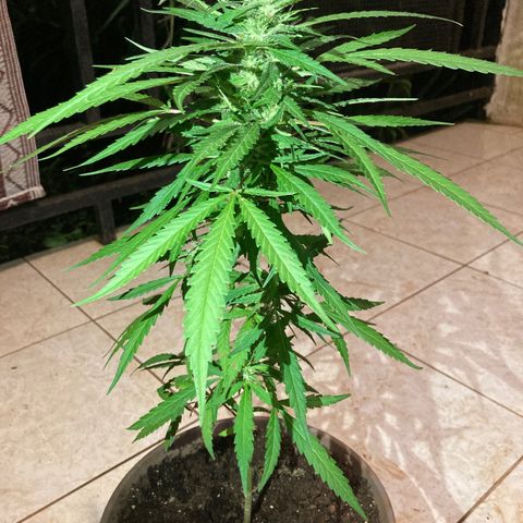 Big bud #1 growlog timeline photo