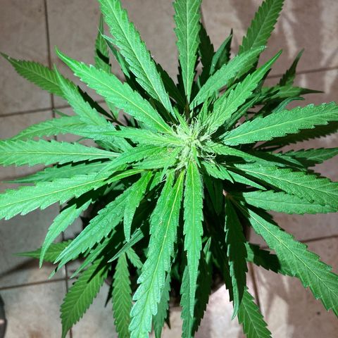 Big bud #1 growlog timeline photo