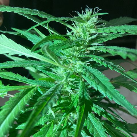 Big bud #1 growlog timeline photo