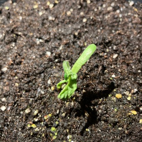 OG#1 growlog timeline photo