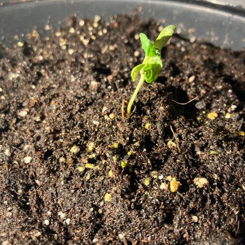 OG#1 growlog timeline photo