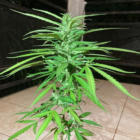 Big bud #1 growlog photo: Poursuit son développement, rien à signaler, les têtes du bas sont très jolies