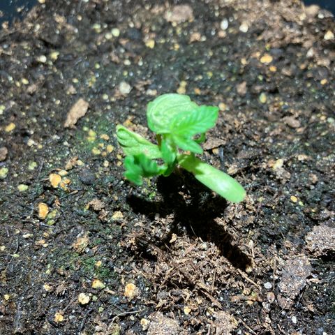 OG#1 growlog timeline photo