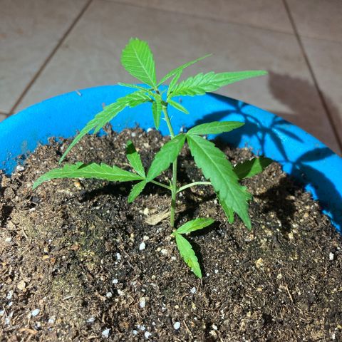 Big bud #1bis growlog photo: La plantule se développe bien