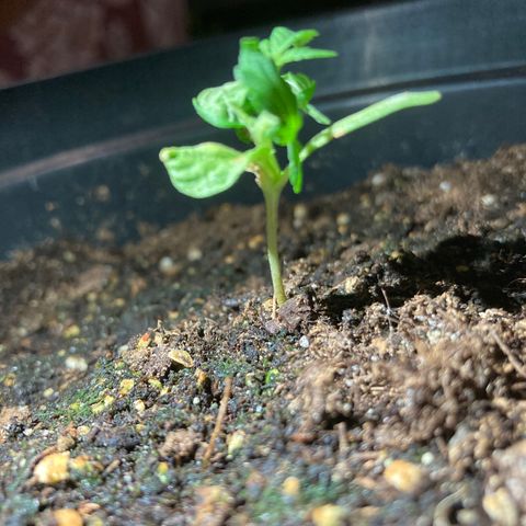OG#1 growlog timeline photo