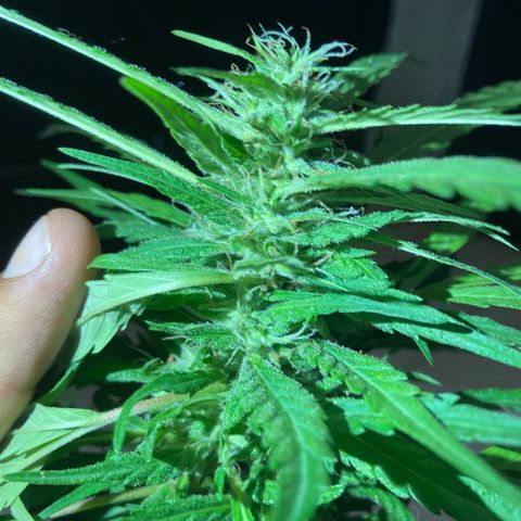 Big bud #1 growlog photo: Poursuit son développement, rien à signaler, les têtes du bas sont très jolies