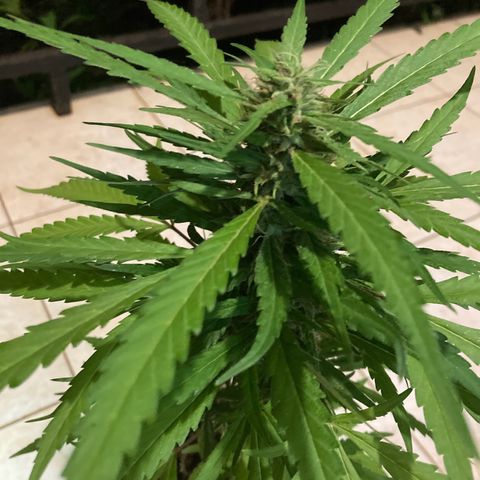 Big bud #1 growlog photo: Poursuit son développement, rien à signaler, les têtes du bas sont très jolies