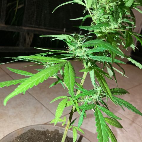 Big bud #1 growlog photo: Poursuit son développement, rien à signaler, les têtes du bas sont très jolies
