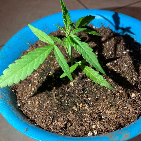 Big bud #1bis growlog photo: La plantule se développe bien