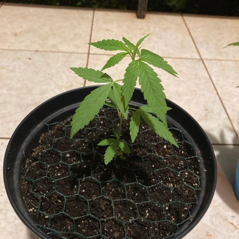 OG#1 growlog timeline photo
