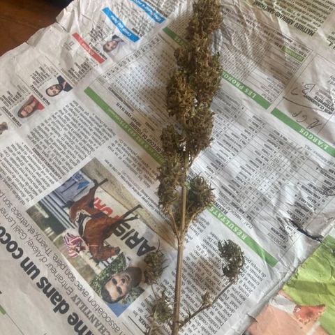 Big bud #1 growlog photo: Deux semaine après le début du séchage. Retrait des grosse feuilles les têtes sont jolie collantes et odorantes