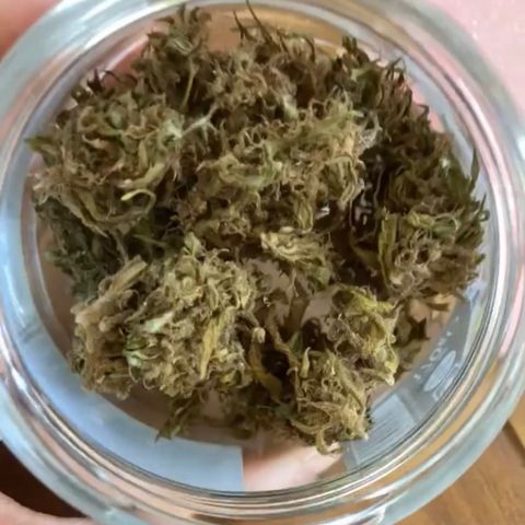 Big bud #1 growlog photo: Mis en bocal. Première récolte. Je suis contente du résultat pour un première essai avec le peu de moyen que j avais! Au top hâte de goûter 