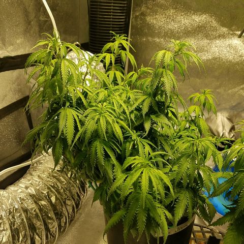 Blue Dream 1 growlog timeline photo