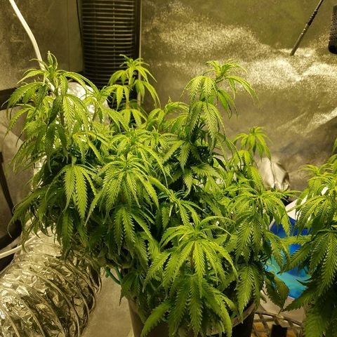 Blue Dream 1 growlog timeline photo