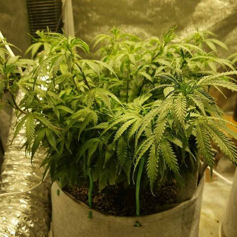 Blue Dream 1 growlog timeline photo