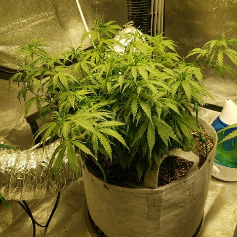 Blue Dream 1 growlog timeline photo