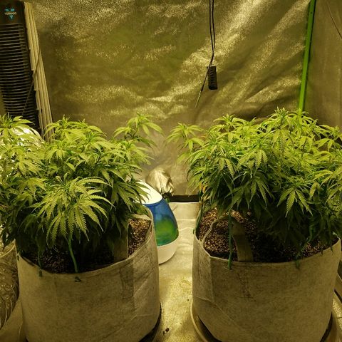 Blue Dream 1 growlog timeline photo