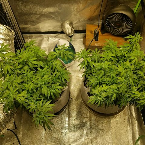 Blue Dream 1 growlog timeline photo