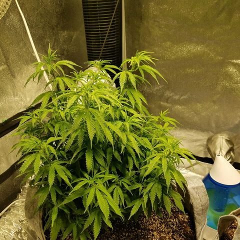 Blue Dream 1 growlog timeline photo