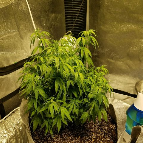 Blue Dream 1 growlog timeline photo