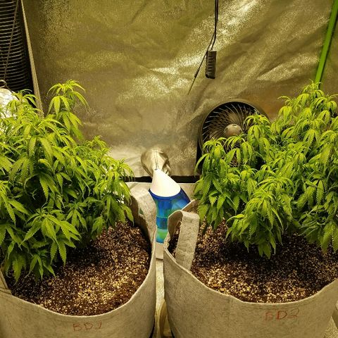 Blue Dream 1 growlog timeline photo