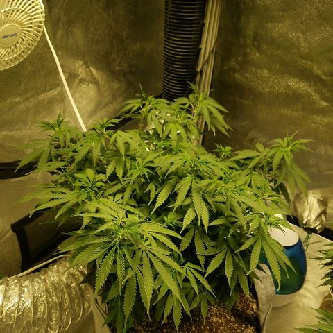 Blue Dream 1 growlog timeline photo