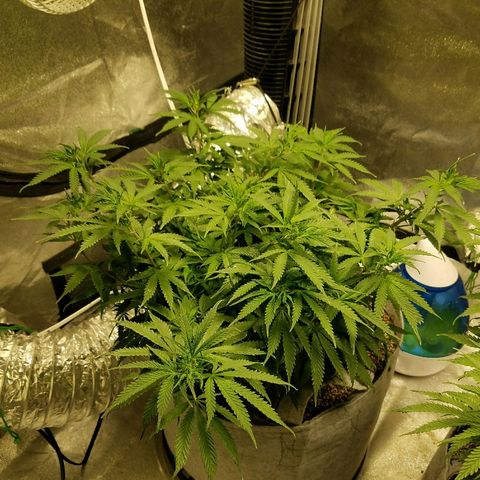 Blue Dream 1 growlog timeline photo