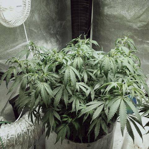Blue Dream 1 growlog timeline photo