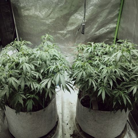 Blue Dream 1 growlog timeline photo