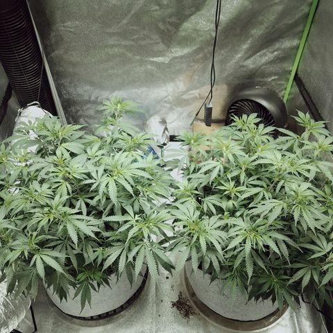 Blue Dream 1 growlog timeline photo