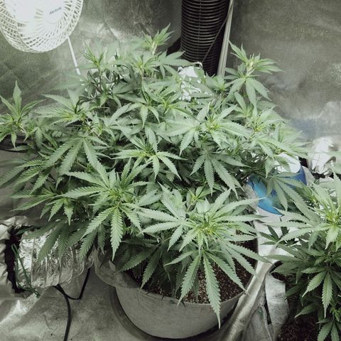 Blue Dream 1 growlog timeline photo