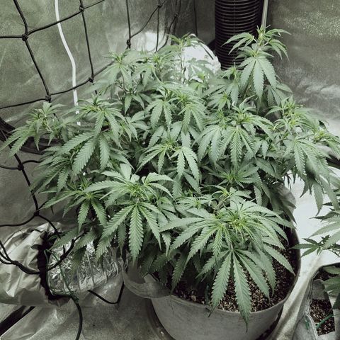 Blue Dream 1 growlog timeline photo