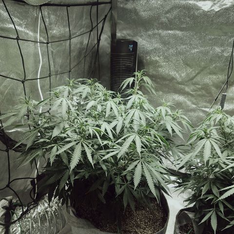Blue Dream 1 growlog timeline photo