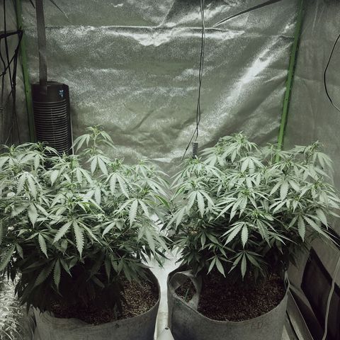Blue Dream 1 growlog timeline photo