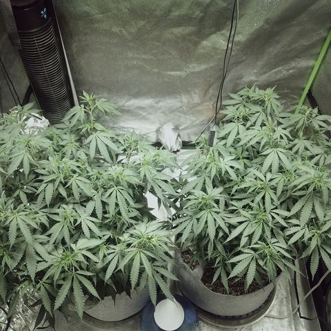 Blue Dream 1 growlog timeline photo