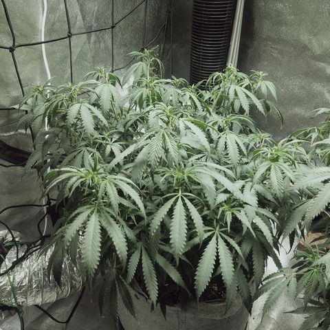 Blue Dream 1 growlog timeline photo