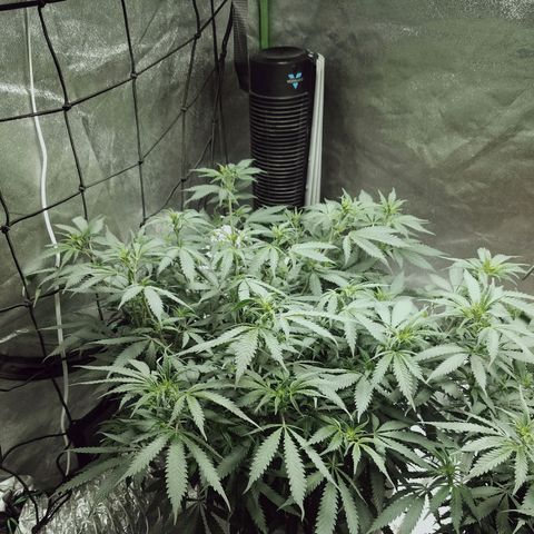 Blue Dream 1 growlog timeline photo