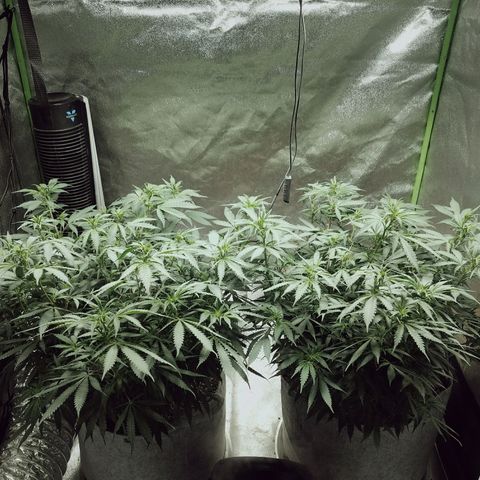 Blue Dream 1 growlog timeline photo