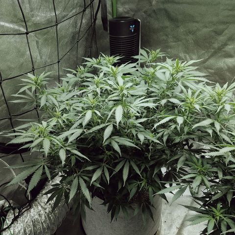 Blue Dream 1 growlog timeline photo